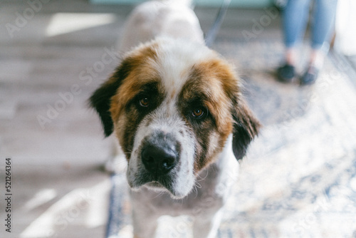 Dog Grooming Portrait: Saint Bernard photo