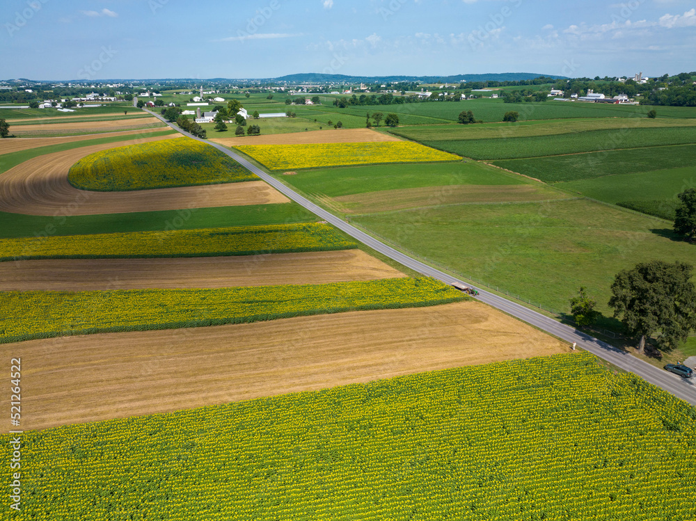 Aerial View of Sunflower Fields