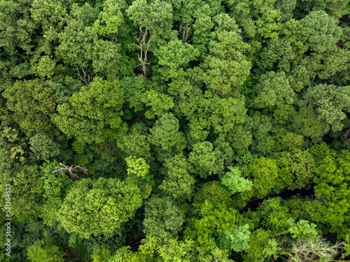 Aerial view of the Forest