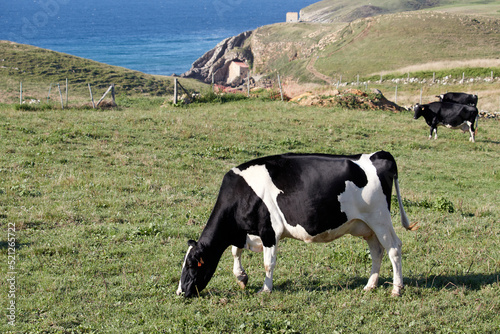 Dairy cows grazing in front of the sea on the coast of Cantabria, Spain