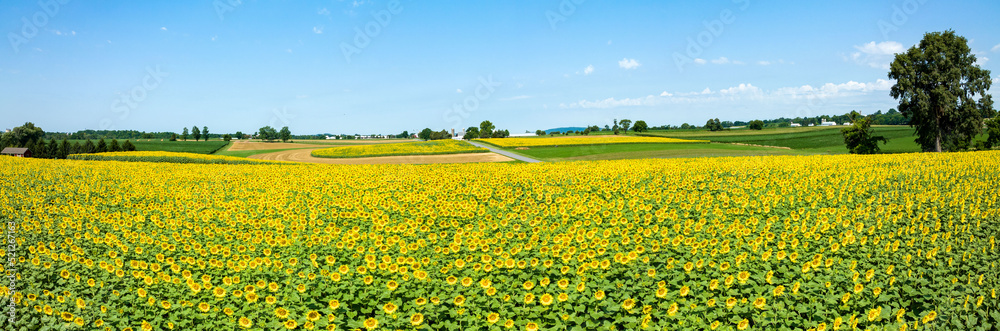 Sunflower Fields Panorama