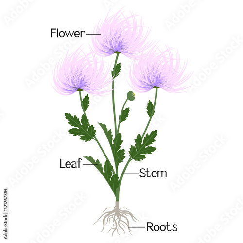 Parts of a needle chrysanthemum plant isolated on a white background.
