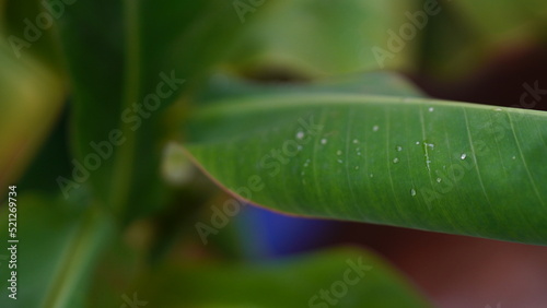 selective focus picture of a beautiful leaf.