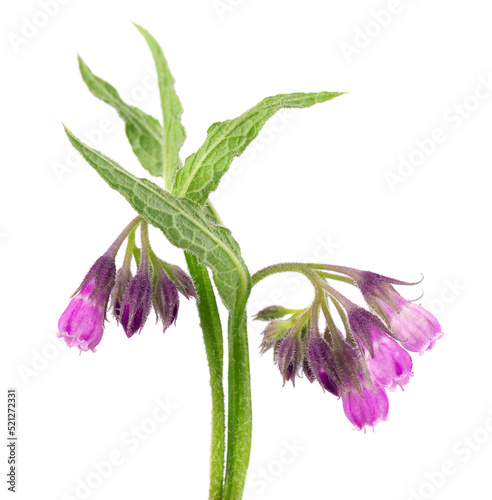 Comfrey bush with flowers, isolated on white background. Symphytum officinale plant. Herbal medicine. Clipping path. photo