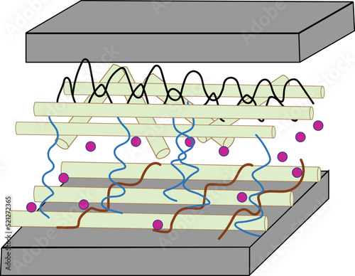  Algae Cell Walls Algae Cell Wall 