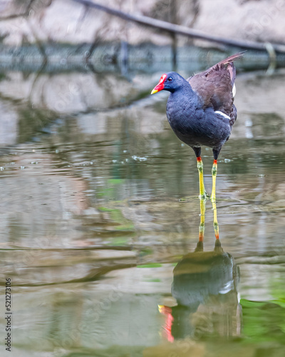 Schilderij op canvas Eurasian Water hen in a lake
