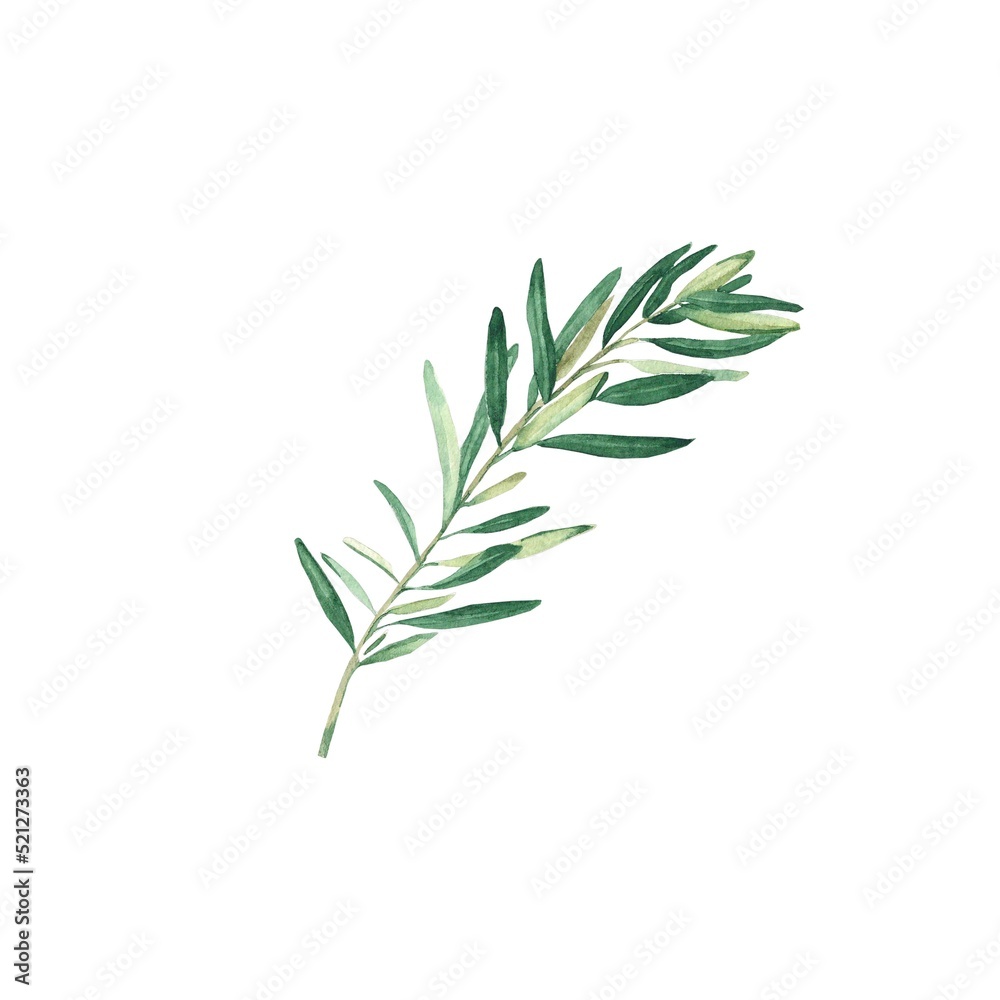 Olive branch isolated on white background. Watercolor illustration. Olive branch isolated on white background. Watercolor illustration.