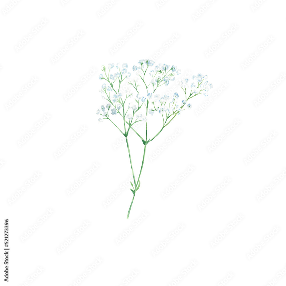 Obraz premium White gypsophila twigs with flowers isolated on white background. Watercolor illustration.