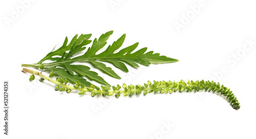 Cuadro en lienzo Fresh common Ragweed flower buds with foliage (Ambrosia artemisiifolia) isolated