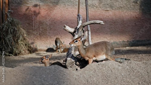 zoo, beautiful herbivorous antelopes eat grass background of stones and dry wood, Kirk's dik-dik Madoqua kirkii photo