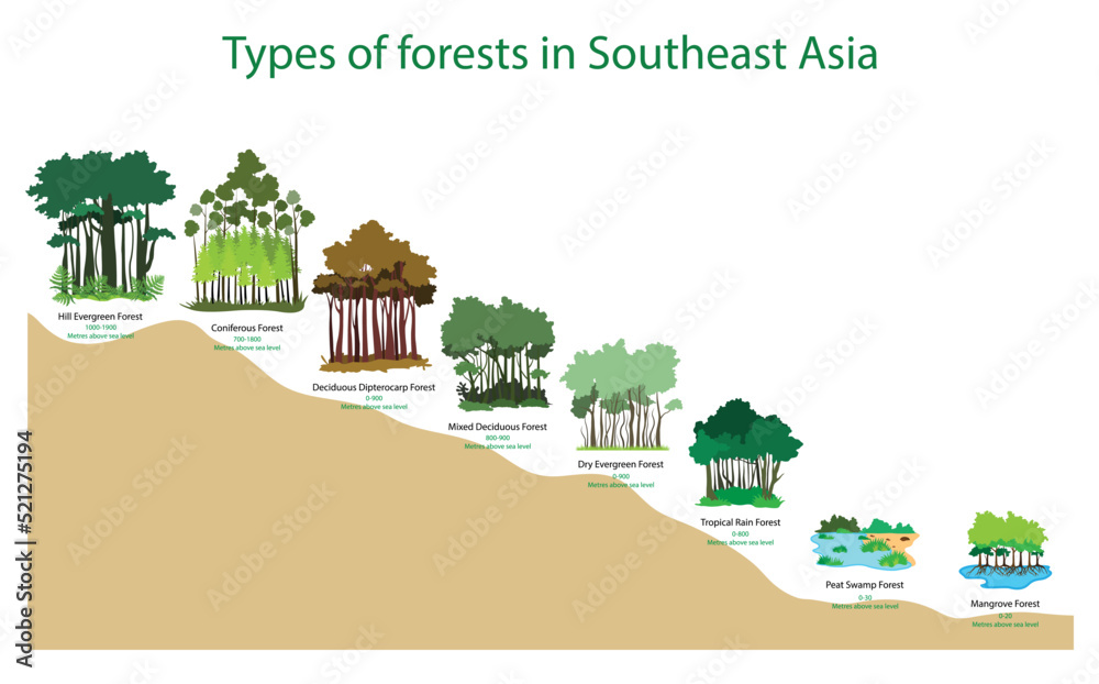 illustration of biology and forests, Types of forests in Southeast Asia, Different types of forests at different elevations, tropical forest,  evergreen rainforests,  equatorial rainforest