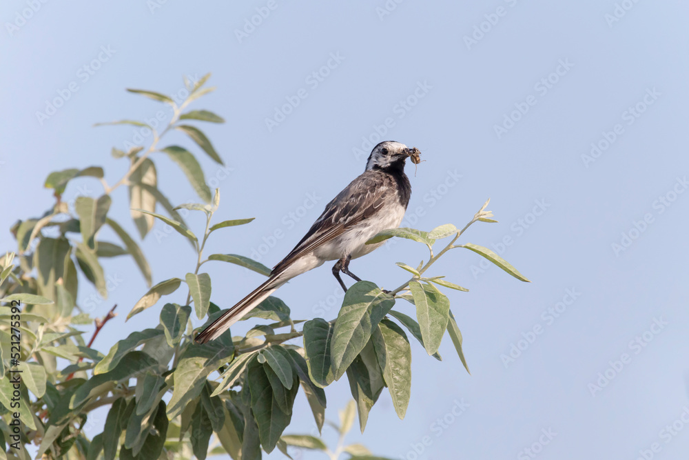 white wagtail eating insect on branch of tree white wagtail eating insect on branch of tree