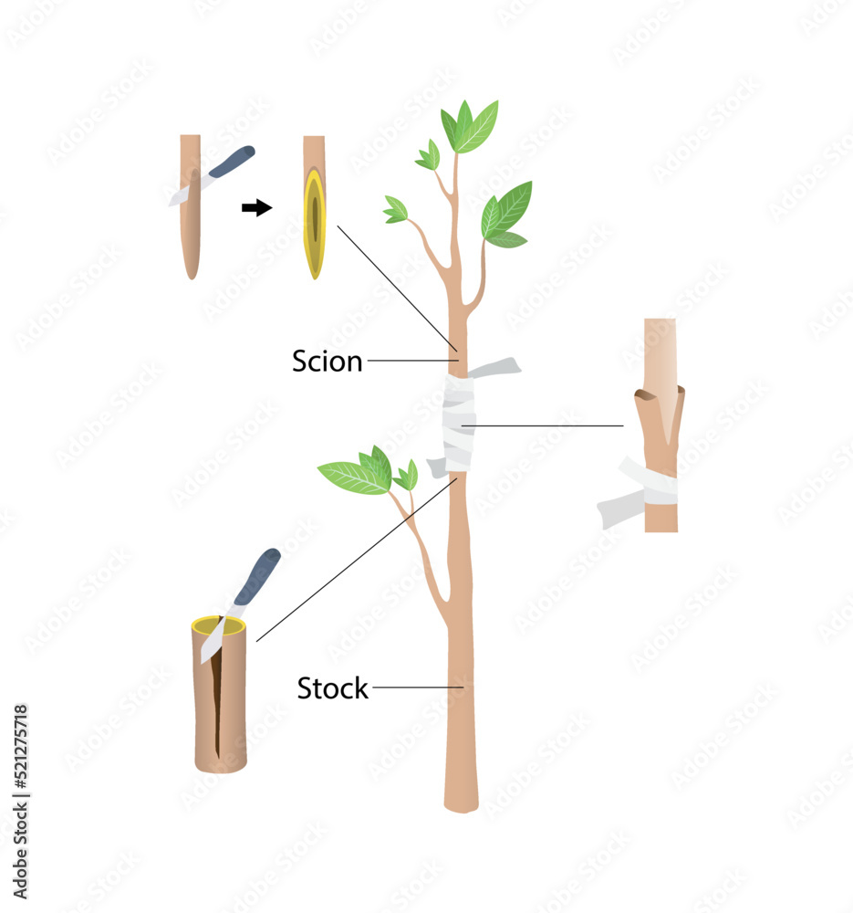 illustration of biology and agriculture, Approach Grafting, Grafting is a horticultural technique whereby tissues of plants are joined so as to continue their growth together - obrazy, fototapety, plakaty 