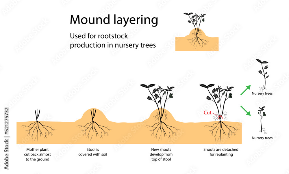 illustration of biology and agriculture, Mound layering is used for heavy  stemmed shrubs and trees, Clip the main stem down to the ground and cover  it Stock Vector