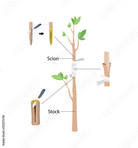 illustration of biology and agriculture, Approach Grafting, Grafting is a horticultural technique whereby tissues of plants are joined so as to continue their growth together