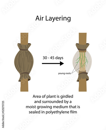 illustration of landscaping and agriculture, Air layering is a method of propagating new trees and shrubs from stems still attached to the parent plant, How to Air Layer a Tree