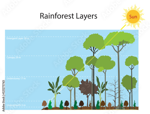 illustration of landscaping and plant kingdom, rainforest is typically made up of four key layers emergent, upper canopy, understory and forest floor,  Amazon rainforest photo