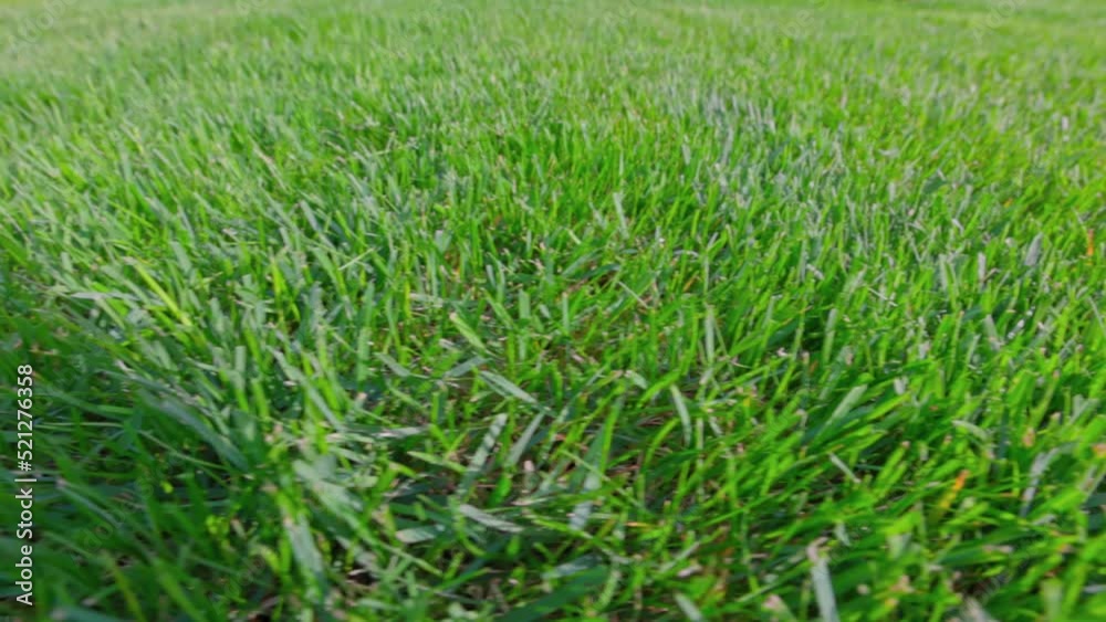 Macro view of yard of private garden. Green grass lawn. Sweden. Macro view of yard of private garden. Green grass lawn. Sweden.