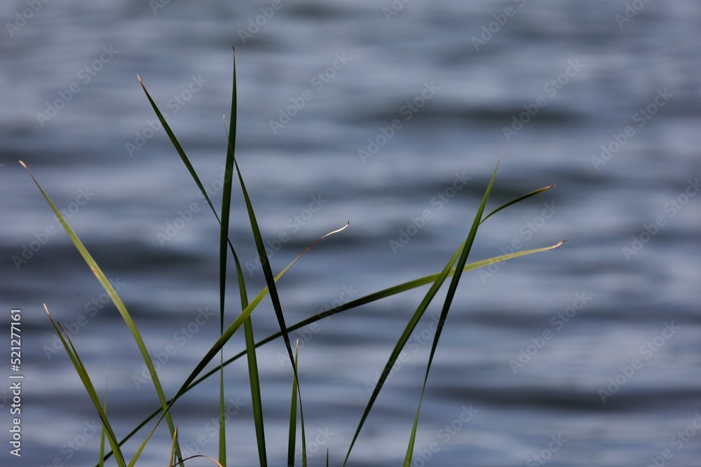 grass and water grass and water