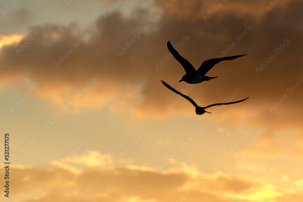 Two seagulls flying infront of yellow clouds lit by the sunset