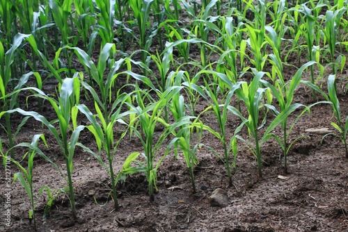 Corn field (Zea mays)