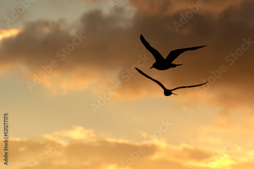 Two seagulls flying infront of yellow clouds lit by the sunset