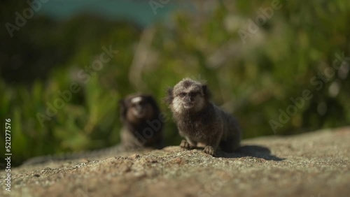 Closeup of adorable baby saguis on the ground looking at the camera photo