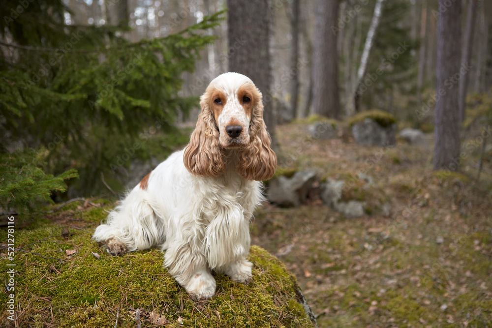 Portrait of an English cocker spaniel of orange roan color. Summer. Wildlife. The dog sits on a rock and looks into the frame. Fir trees and tree trunks are visible in the background. Portrait of an English cocker spaniel of orange roan color. Summer. Wildlife. The dog sits on a rock and looks into the frame. Fir trees and tree trunks are visible in the background.