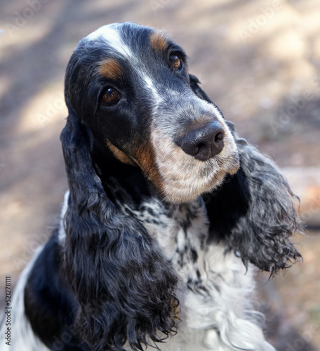 Portrait of a beautiful English Cocker Spaniel. The dog sits, head slightly tilted to the right.