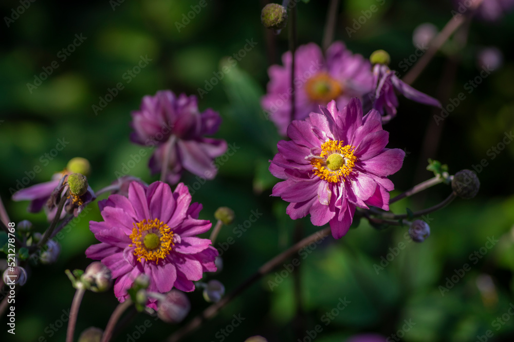 Anemone hupehensis praecox thimbleweed pink petal simplicity flowering plant, windflowers flowering plants in the garden Anemone hupehensis praecox thimbleweed pink petal simplicity flowering plant, windflowers flowering plants in the garden