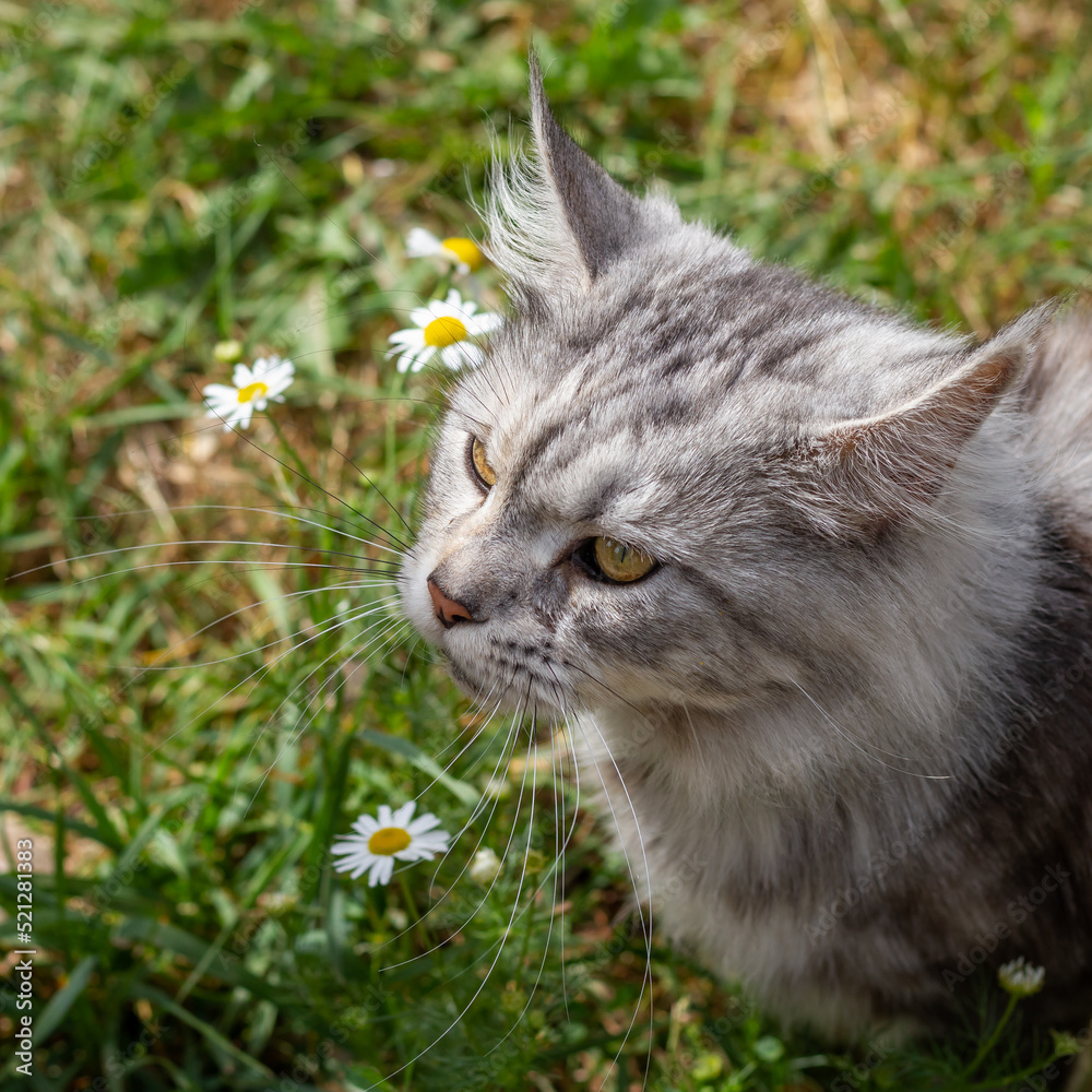 Fluffy gray cat eats grass to treat and cleanse the stomach