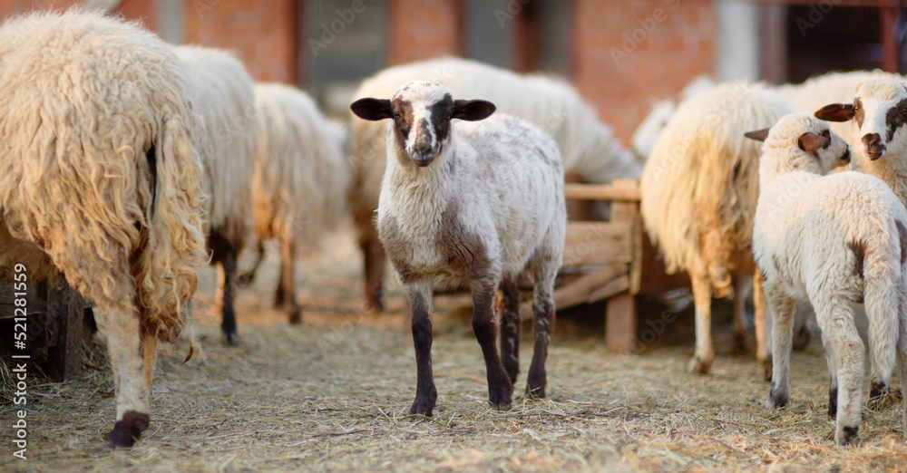 Obraz premium Small lambs on background of sheeps in corral on the farm. Bio organic healthy food and wool production. Growing livestock is a traditional direction of agriculture. Animal husbandry.