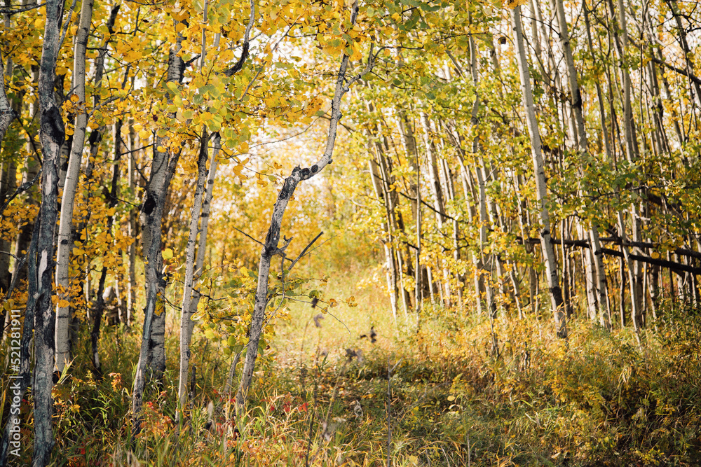 Fototapeta premium Golden Autumn Forest 03