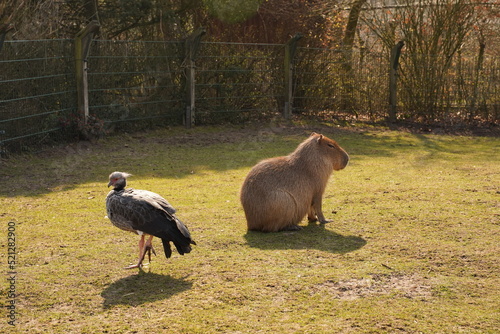 Capybara and heron sitting in a clearing at the zoo