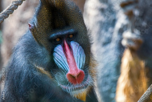Fotografia Close-up portrait of a Mandrill primate looking to the front