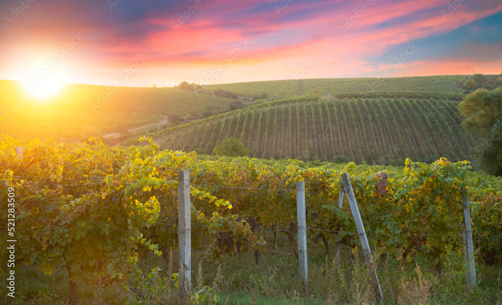Fototapeta premium Ripe wine grapes on vines in Tuscany, Italy. Picturesque wine farm, vineyard. Sunset warm light