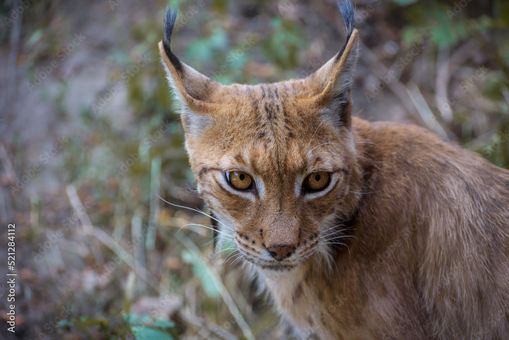 Eurasian lynx, a medium-sized wild cat with black tufts of hair on its ears, and a long grey-and-white ruff. Portrait Eurasian lynx, a medium-sized wild cat with black tufts of hair on its ears, and a long grey-and-white ruff. Portrait