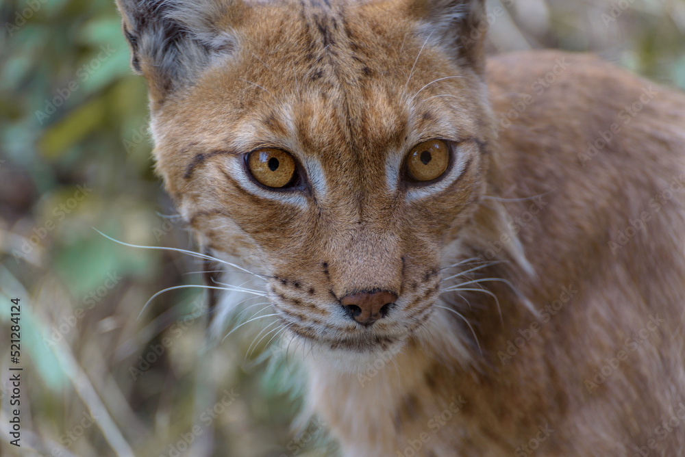 Eurasian lynx, a medium-sized wild cat with black tufts of hair on its ears, and a long grey-and-white ruff Eurasian lynx, a medium-sized wild cat with black tufts of hair on its ears, and a long grey-and-white ruff