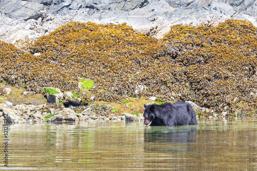 Quadro em tela Black bear (Ursus americanus) fishing near Tofino, Vancouver Island, British Columbia, Canada