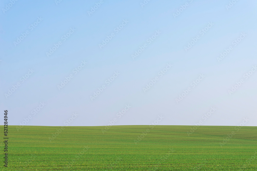 Fototapeta premium Green field with blue sky as background.