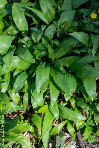 Vertical close-up shot of green shiny leaves photo