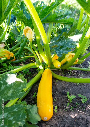 Juicy yellow zucchini ripening in the garden in summer