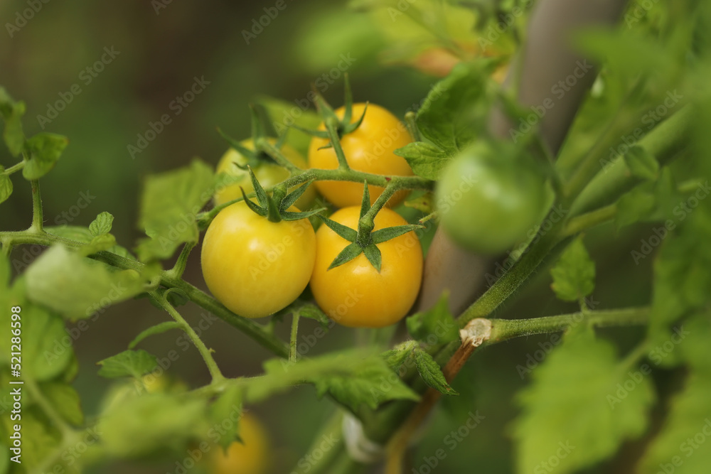 Yellow cherry tomatoes in the garden Yellow cherry tomatoes in the garden