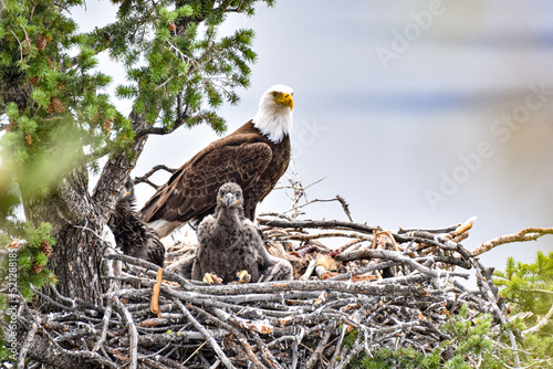 Bald eagle nest on trail photo