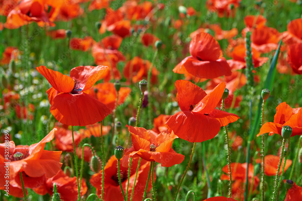 Blooming red poppy flowers in green field, Beautiful natural landscape in summertime Blooming red poppy flowers in green field, Beautiful natural landscape in summertime