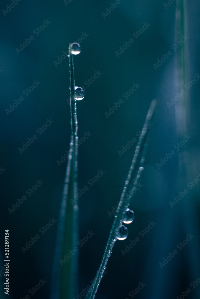 water drops on grass water drops on grass