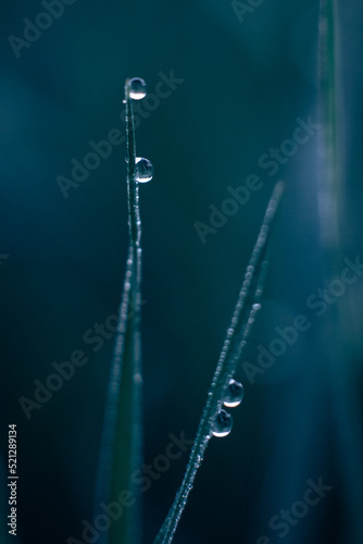 water drops on grass © Melen