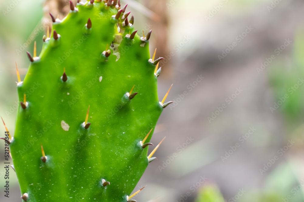 Thorns of green cactus close-up on blurred background of public botanical garden Thorns of green cactus close-up on blurred background of public botanical garden