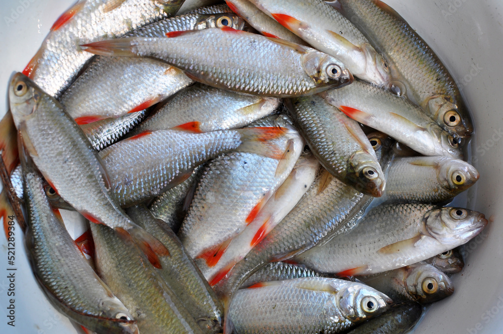 Obraz premium Freshly caught roach (Rutilus rutilus)