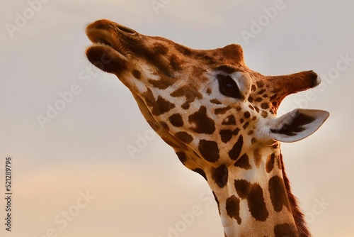 Canvas Print Closeup shot of a giraffe head against a clear sky